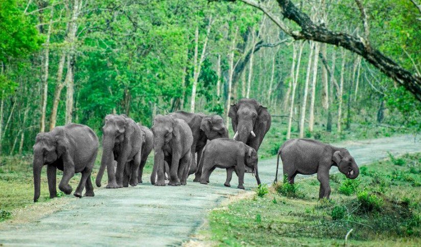Gander Island Wildlife Sanctuary, South Andaman, Andaman and Nicobar Islands - Vushii.com Gander Island Wildlife Sanctuary, South Andaman, Andaman and Nicobar Islands - Vushii.com